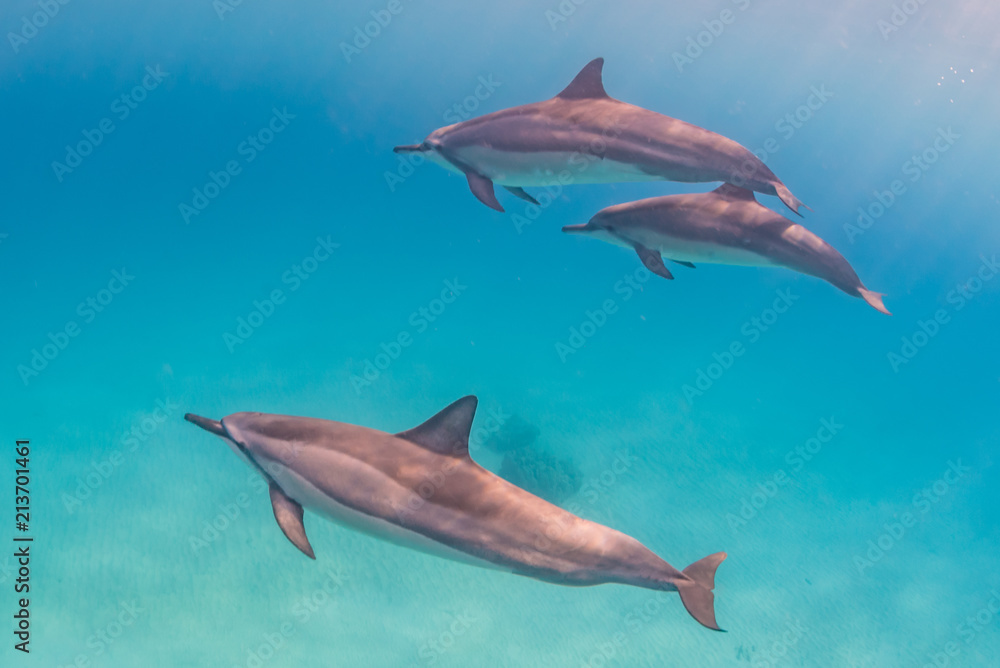 Fototapeta premium Dolphins swimming in clear blue water