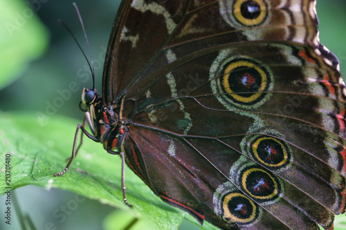 Closeup of big butterfly with yellow spots © estivillml