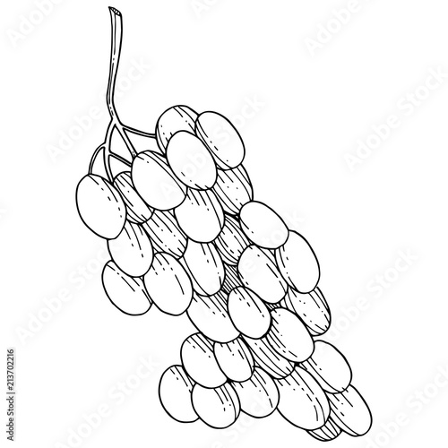 Grape healthy food in a vector style isolated. Full name of the fruit: grape. Vector wild fruit for background, texture, wrapper pattern or menu.