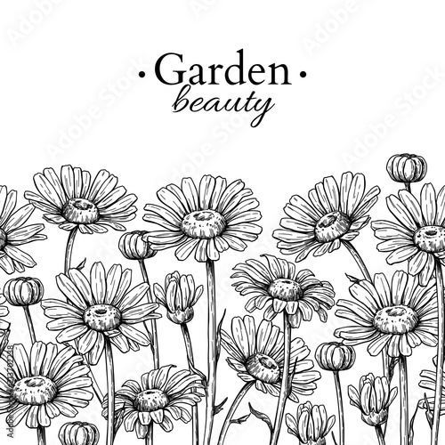 Daisy flower border drawing. Vector hand drawn engraved floral seamless pattern. Chamomile black