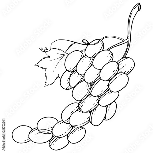 Grape healthy food in a vector style isolated. Full name of the fruit: grape. Vector wild fruit for background, texture, wrapper pattern or menu.