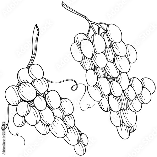 Grape healthy food in a vector style isolated. Full name of the fruit: grape. Vector wild fruit for background, texture, wrapper pattern or menu.