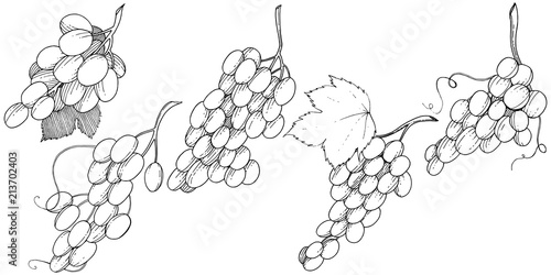 Grape healthy food in a vector style isolated. Full name of the fruit: grape. Vector wild fruit for background, texture, wrapper pattern or menu.