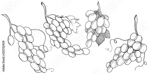 Grape healthy food in a vector style isolated. Full name of the fruit: grape. Vector wild fruit for background, texture, wrapper pattern or menu.