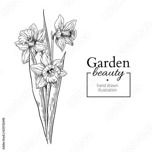 Daffodil flower and leaves bouquet drawing. Vector hand drawn engraved floral set.
