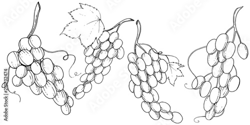 Grape healthy food in a vector style isolated. Full name of the fruit: grape. Vector wild fruit for background, texture, wrapper pattern or menu.