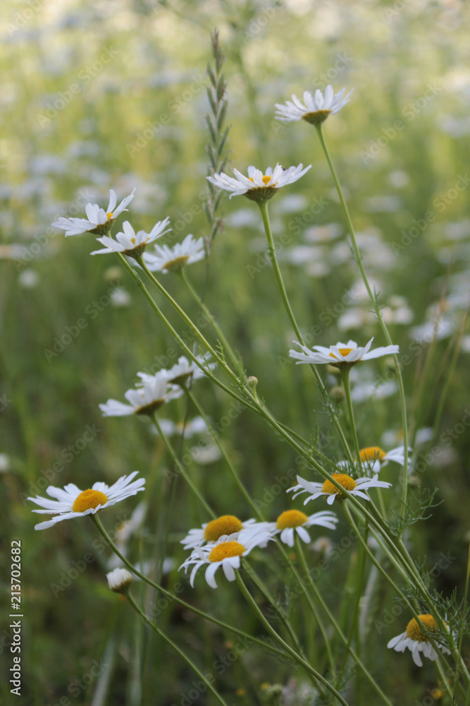 Сhamomile