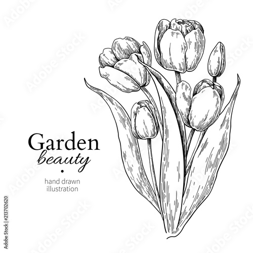 Tulip flower and leaves bouquet drawing Vector hand drawn engraved floral illustration