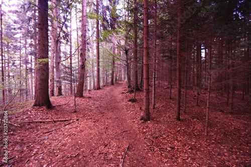 forest