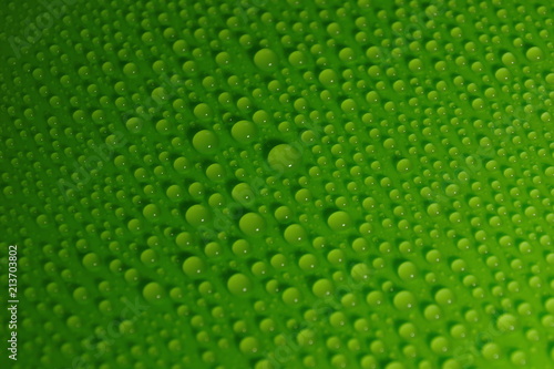 water drops on green background texture