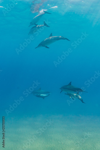 Dolphins swimming in clear blue water