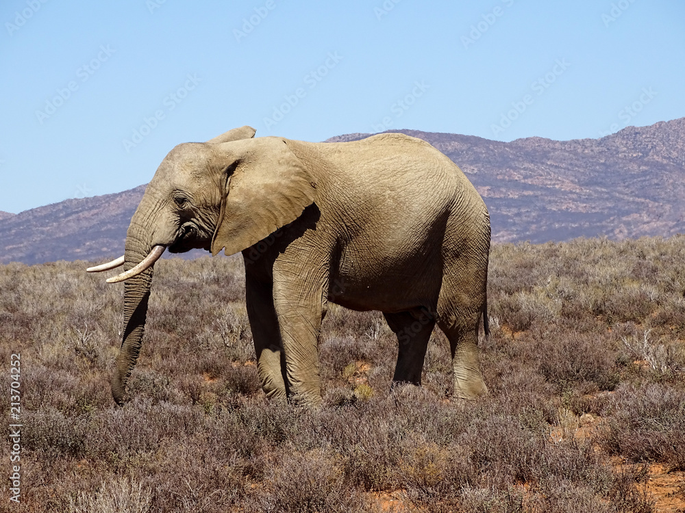Fototapeta premium Elephant