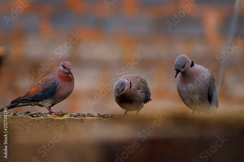 pigeon on top of the fence 