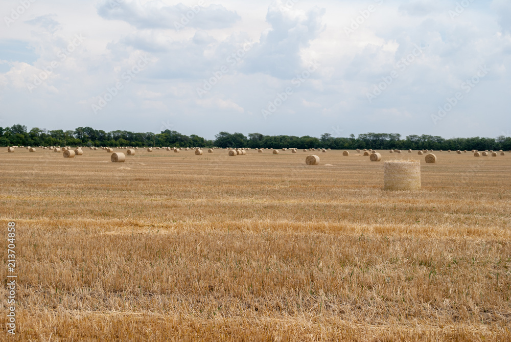 bales of yellow straw on the field