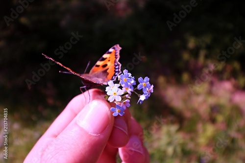 BUtterfly in hand