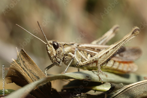 Grasshopper (Orthoptera)