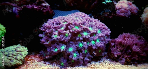 Clavularia glove polyps isolated image in saltwater aquarium