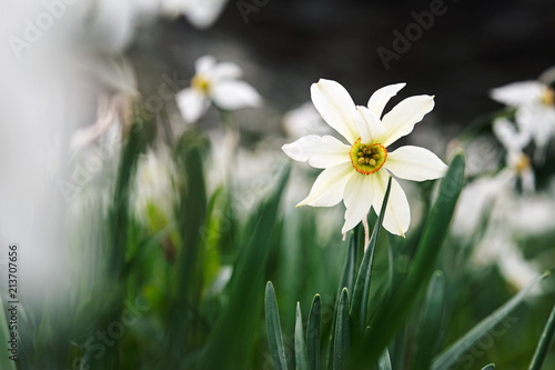 Fototapeta Naklejka Na Ścianę i Meble -  detail of a mountain daffodil, italian Alps