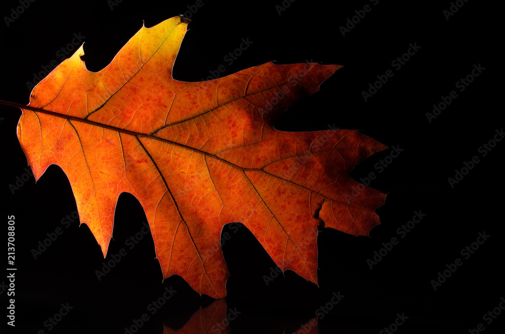 Close Look at the Beauty of a Colorful Autumn Leaf Close Look at the Beauty of a Colorful Autumn Leaf