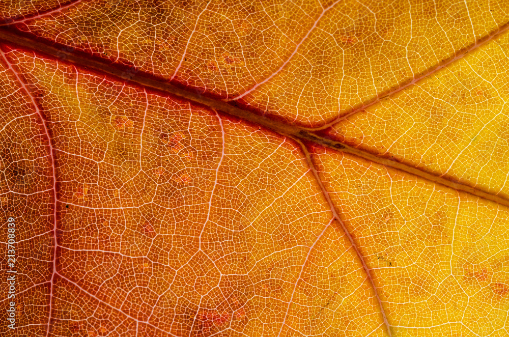 Obraz premium Nature Abstract: Cells and Veins of a Colorful Autumn Leaf