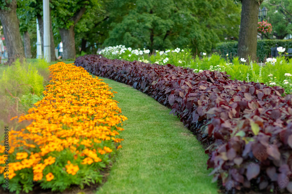 Obraz premium Yellow flowers in the park, shallow depth of field