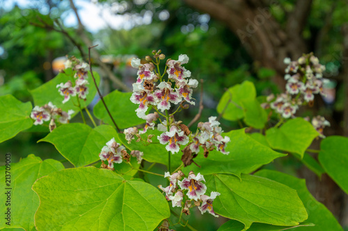 Flowers in the garden