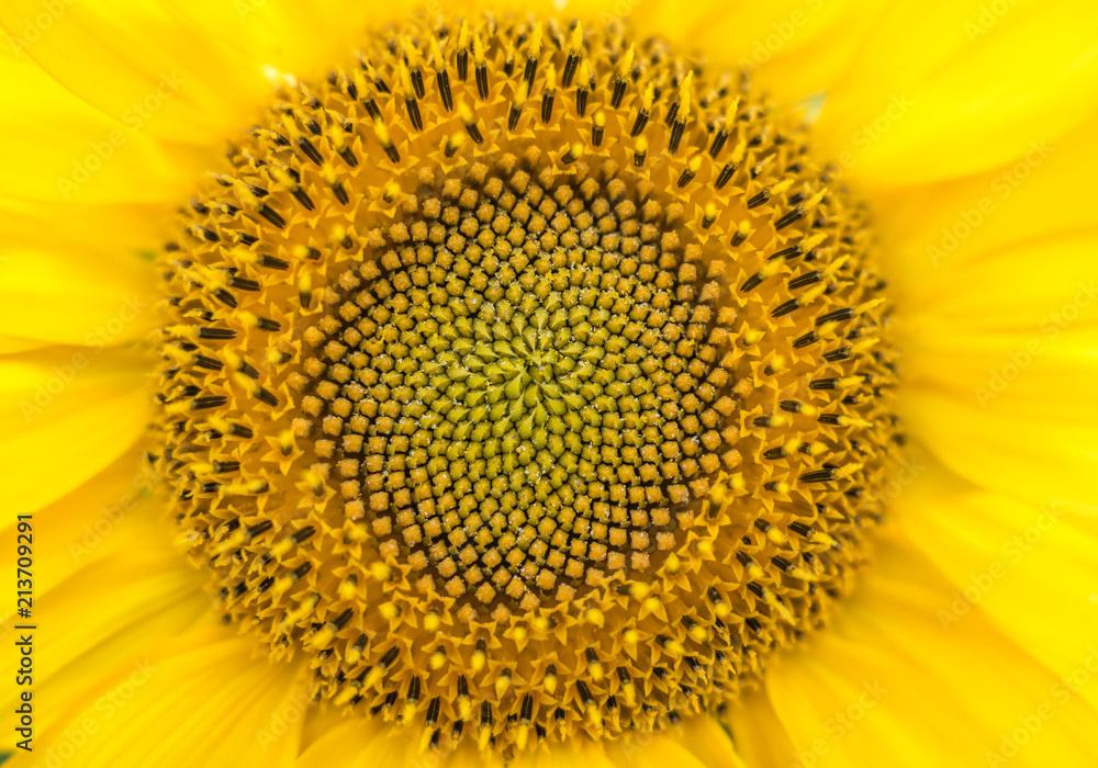 Sunflower seeds Sunflower seeds