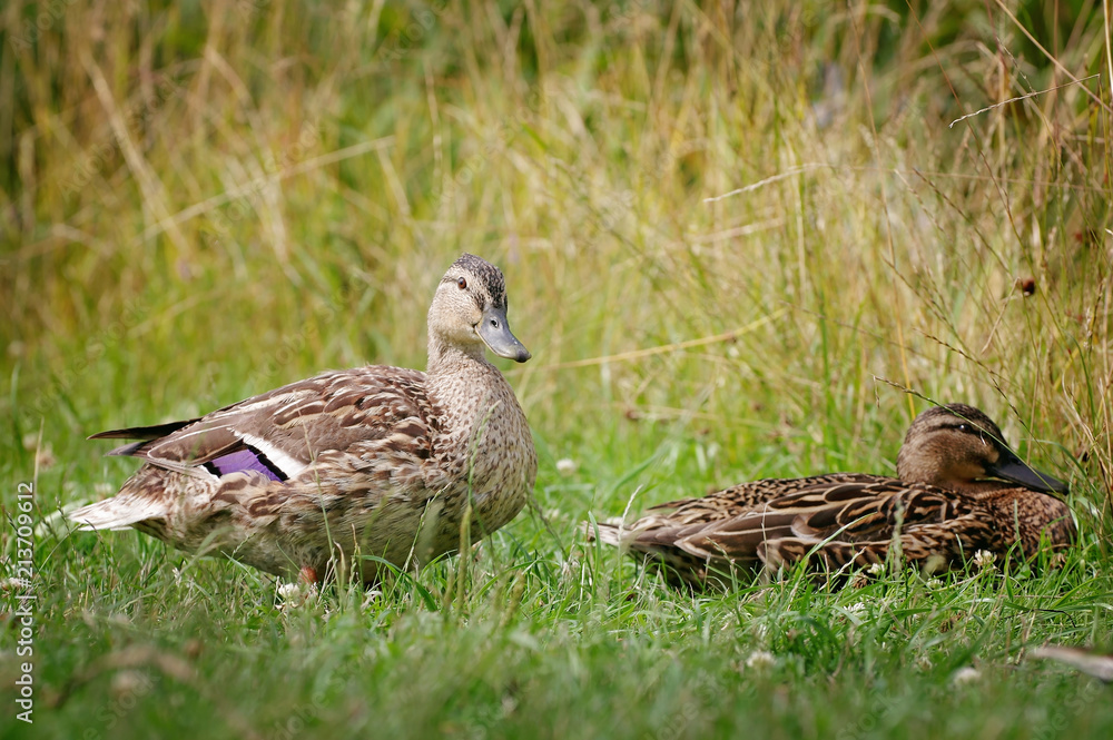 Portrait of two mallard ducks in grass Portrait of two mallard ducks in grass
