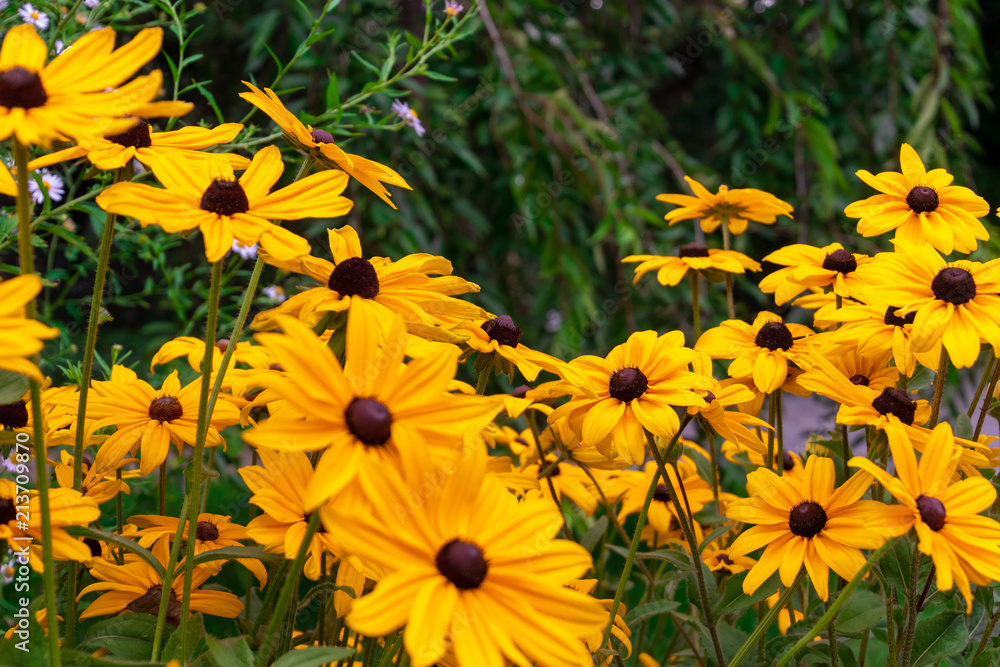 Bright yellow flowers in the garden Bright yellow flowers in the garden