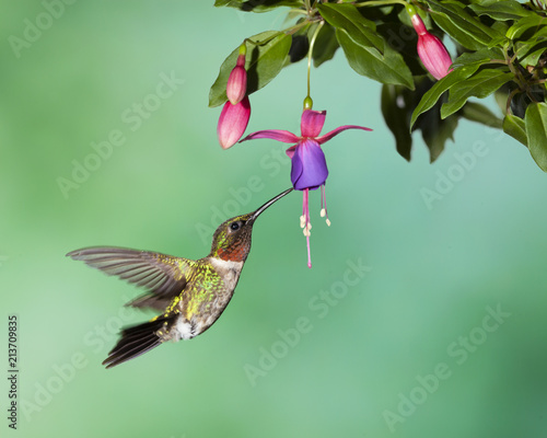 Male Ruby- Throated Hummingbird Hovering at Fuschia