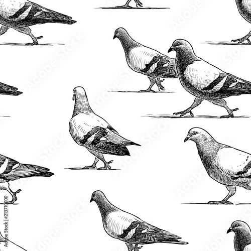 Vector pattern of walking urban pigeons