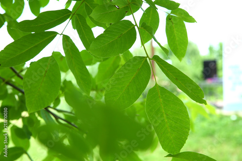 Wallpaper Mural Walnut leaf . Green walnuts on the tree together . Young green leaves of walnut in the garden . Background of green leaves on the trunk of an apple tree. Torontodigital.ca