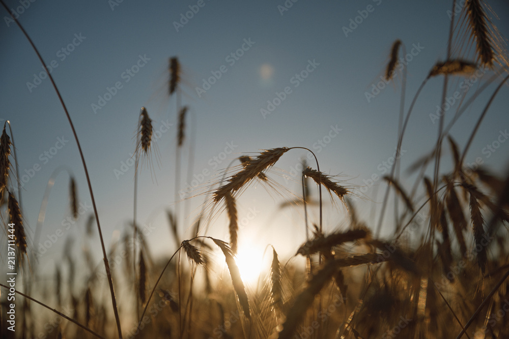 Obraz premium Wheat field. Ears of golden wheat close-up. Background of the ripening ears of the field of meadow wheat.