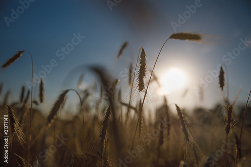 Wheat field. Ears of golden wheat close-up. Background of the ripening ears of the field of meadow wheat.