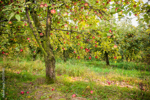 Apple tree in old apple orchard.