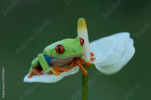 The cutest frog in the world. Red eyed tree frog. Amazing, lovely, smiley, funny.  Native in rain forest, excellent jumper, red eye staring at predator, surprise.