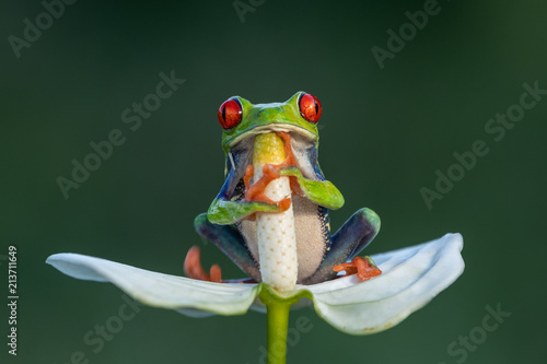 The cutest frog in the world Fototapet