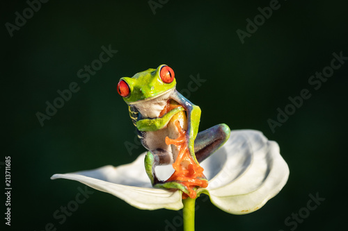 The cutest frog in the world. Red eyed tree frog. Amazing, lovely, smiley, funny. Native in rain forest, excellent jumper, red eye staring at predator, surprise.