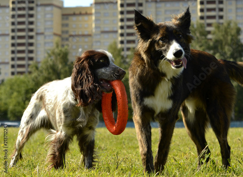 Dogs play with each other. Merry fuss puppies.  Young dog education, cynology, intensive training of dogs. Young energetic dog on a walk. 