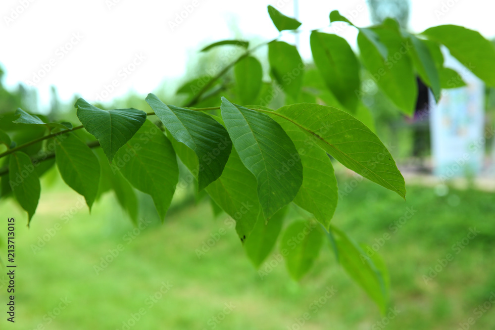 Walnut leaf . Green walnuts on the tree together . Young green leaves of walnut in the garden . Background of green leaves on the trunk of an apple tree. Walnut leaf . Green walnuts on the tree together . Young green leaves of walnut in the garden . Background of green leaves on the trunk of an apple tree.
