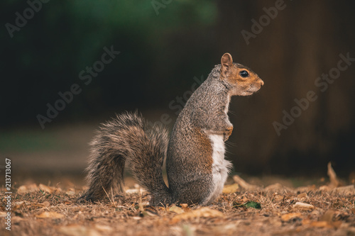Squirrel Profile