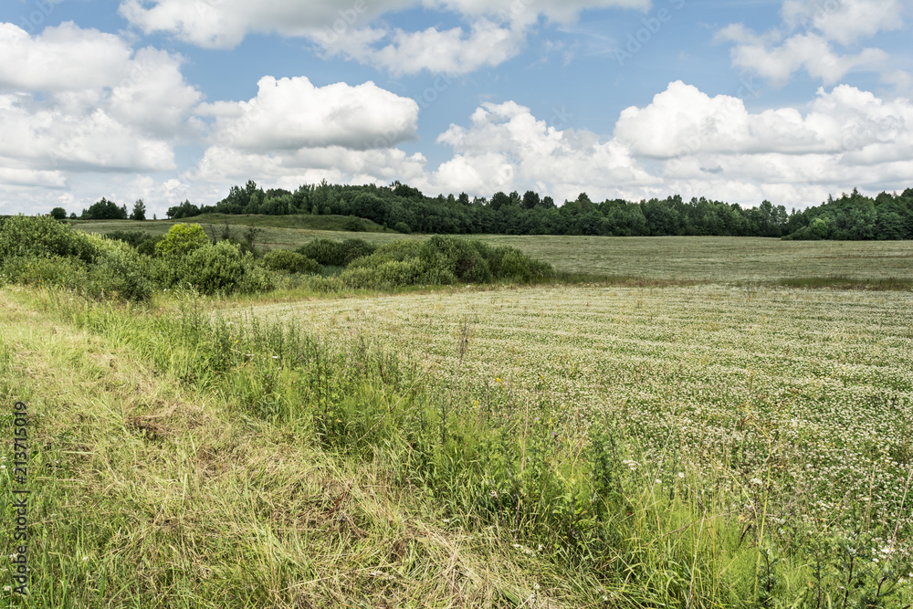 green field with grass and flowers, low bushes, forest on the horizon, blue sky with cumulus clouds, nature background
