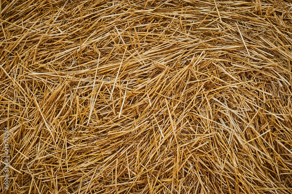 Dry golden yellow straw grass background texture after havesting Dry golden yellow straw grass background texture after havesting