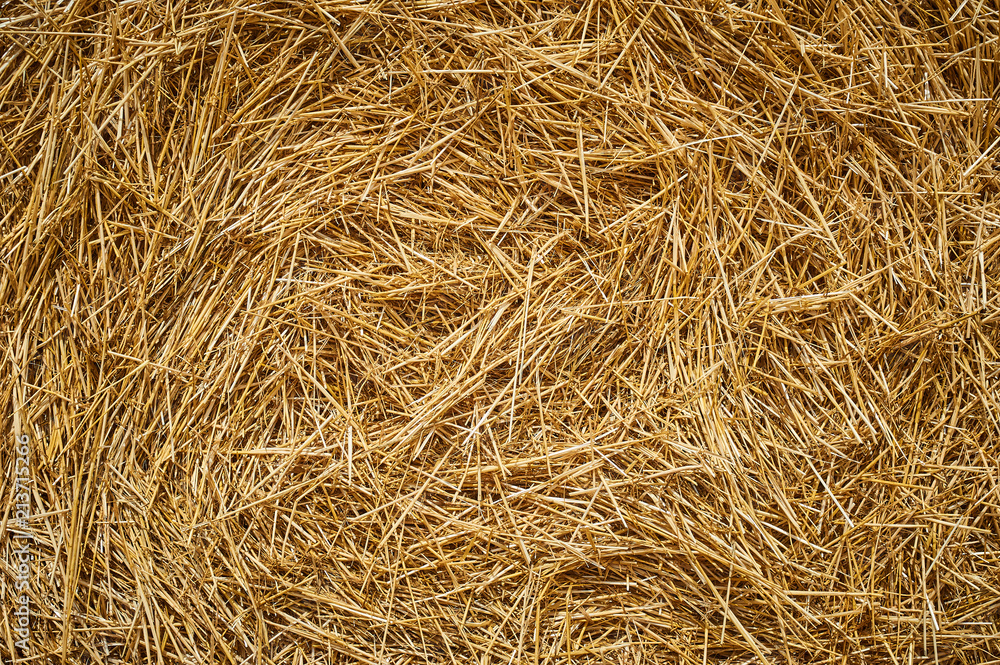 Dry golden yellow straw grass background texture after havesting