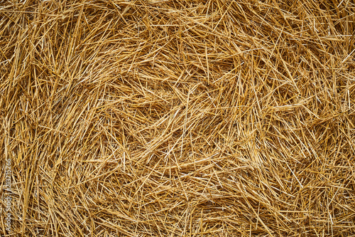 Obraz na płótnie Dry golden yellow straw grass background texture after havesting w salonie