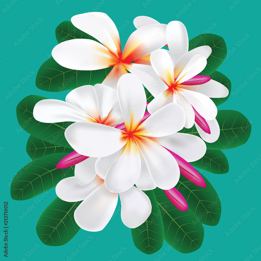 Plumeria Flower Plumeria Flower