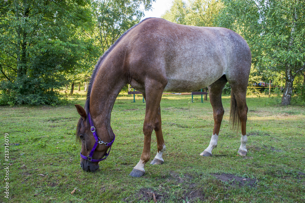 Obraz premium Koń jedzący trawę