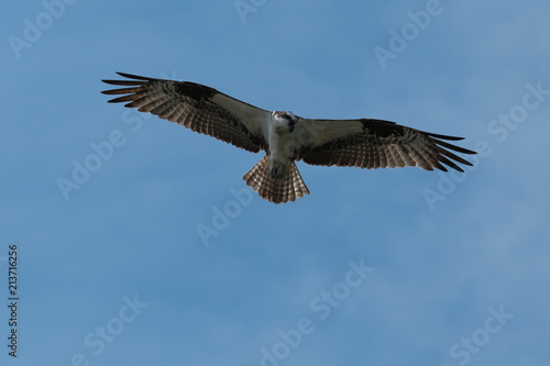 Osprey soaring in flight