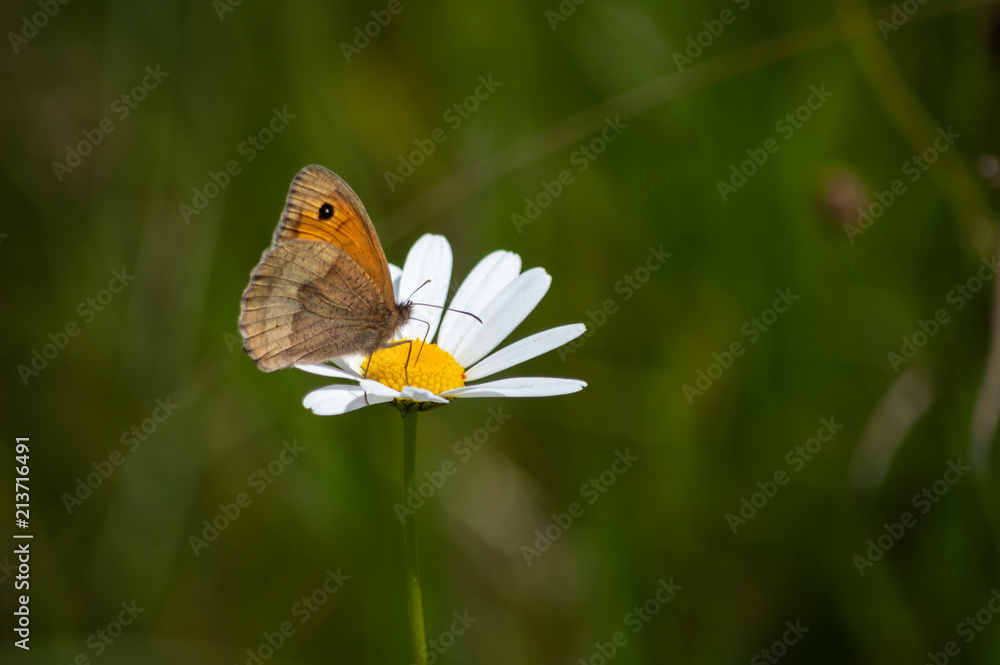 The brown butterfly is perched on the bright flower The brown butterfly is perched on the bright flower