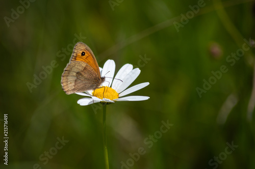 The brown butterfly is perched on the bright flower